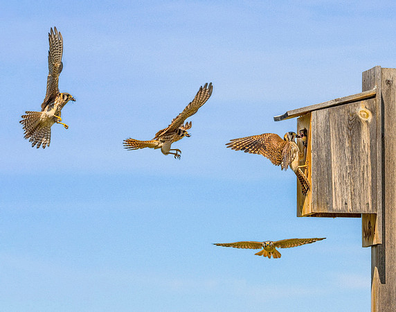 Kestrel Box Composite WS