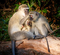 Samango Monkey Trio ws