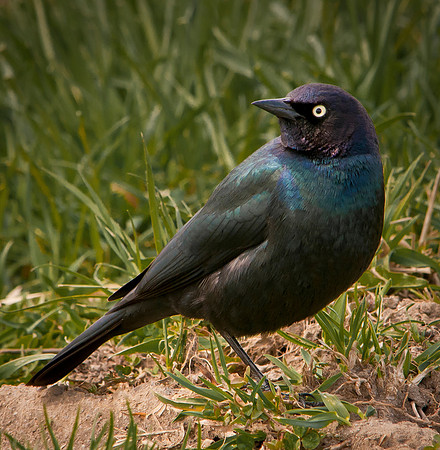 Brewers Blackbird 1