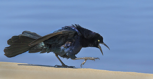 Great Tailed Grackle ws