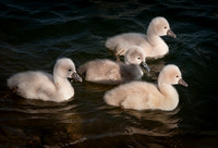 Three Rivers Swans_1477