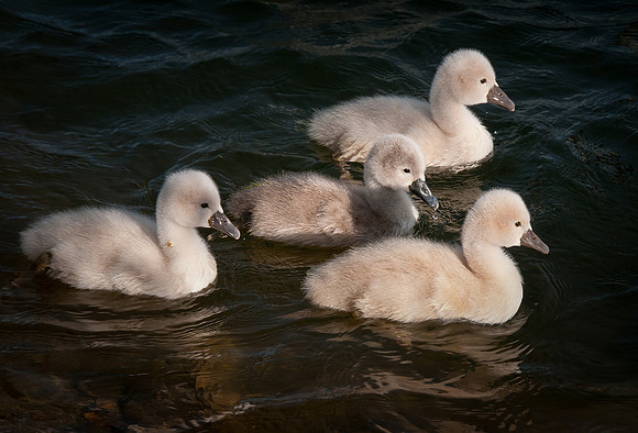 Three Rivers Swans_1477