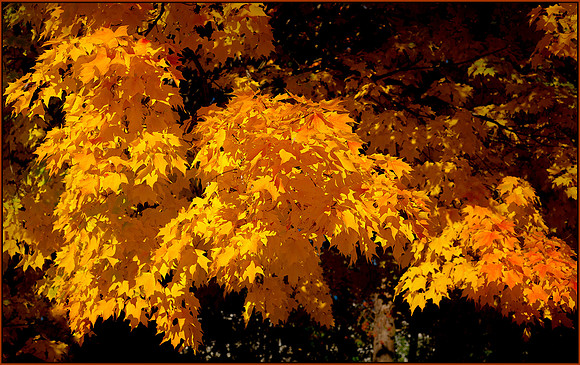 Hot Yellow Leaves ws