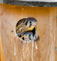 Female/Chick Head poking out of box