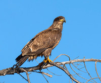 Juvenile Bald Eagle ws