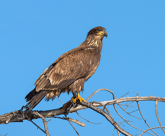 Juvenile Bald Eagle ws