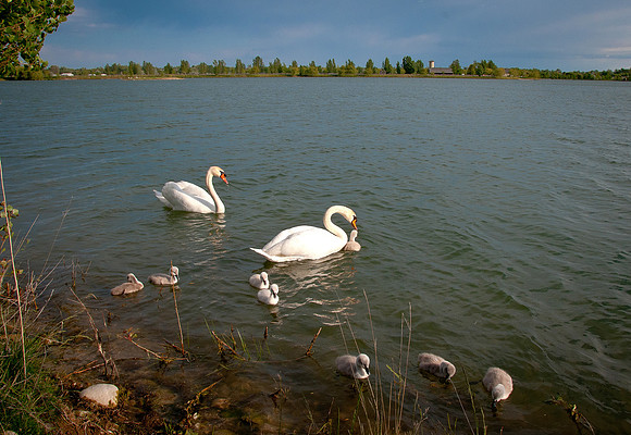 Three Rivers Swans_1421