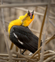 Black Birds: Red-winged, Yellow headed, Brewer's, Grackles and European Starling.