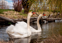 Swans of Eagle Story Board