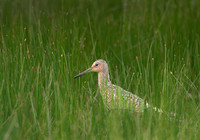 850_4073 ws