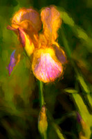 Monet Iris ws