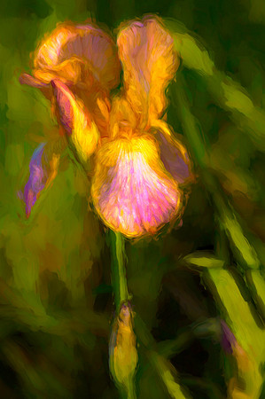 Monet Iris ws
