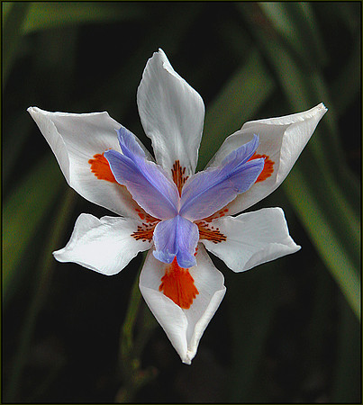lilly 1 work.tif