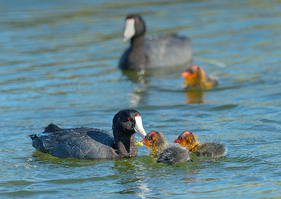 Coot Brood Food ws