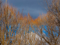 850_5663 copy ws