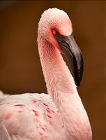Flamingo ws