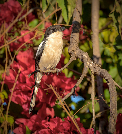 DSC_5721