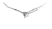 850_2812 copy