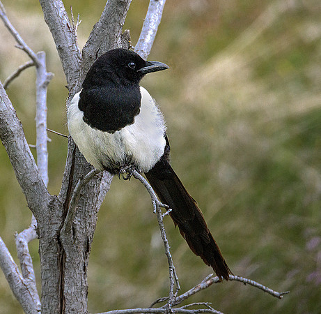 Griffith Magpie ws