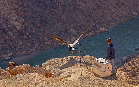 Filming Single Condor Release
