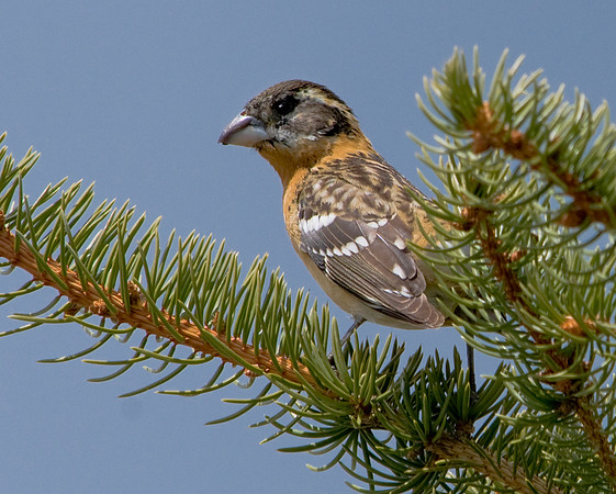 Black-Headed Grosbeak-Pheuticus melanocephalus02