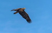 Juvenile Bald Eagle