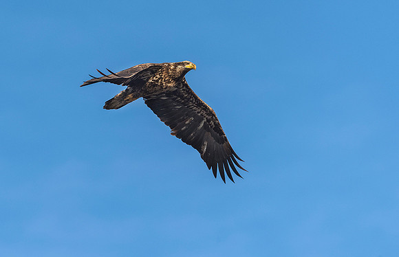 Juvenile Bald Eagle