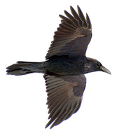 Raven Feathers ws