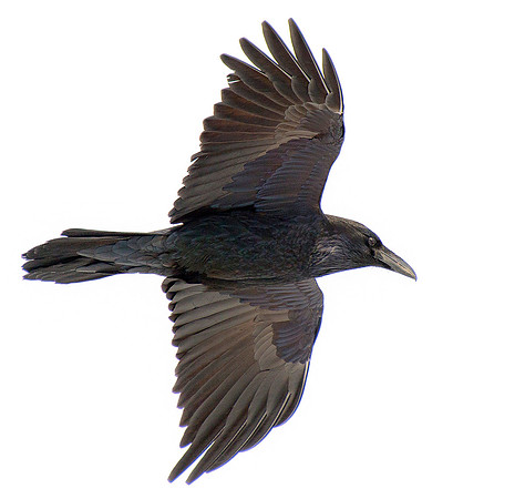 Raven Feathers ws