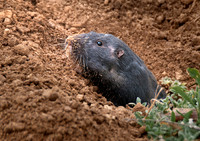Pocket Gopher00