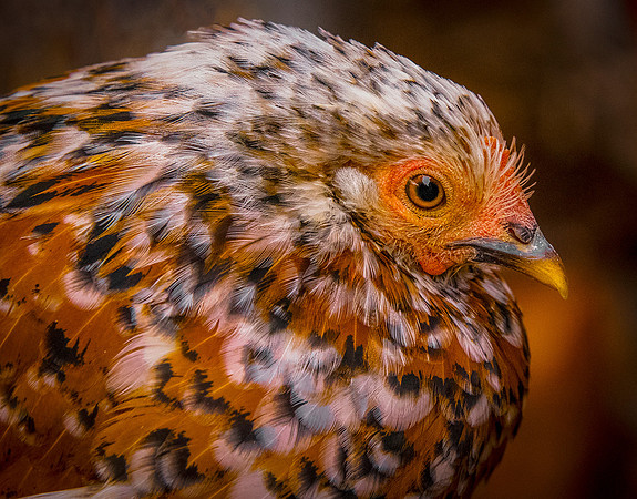 DSC_4067