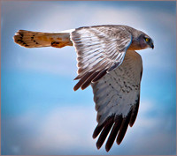Northern Harrier