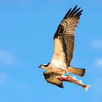 Osprey - Pandion haliaetus _064 copy