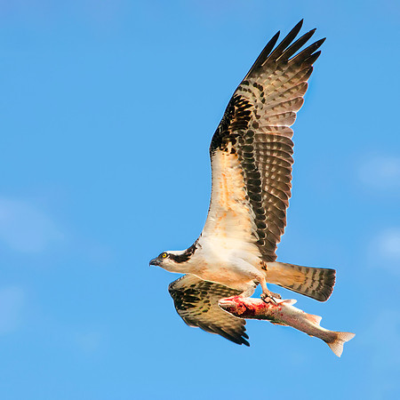 Osprey - Pandion haliaetus _064 copy