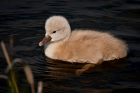 Three Rivers Ranch Swans_1190