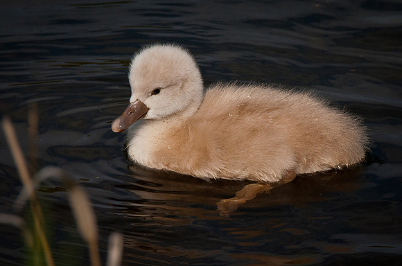 Three Rivers Ranch Swans_1190