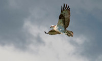 Osprey - Pandion haliaetus _026 copy