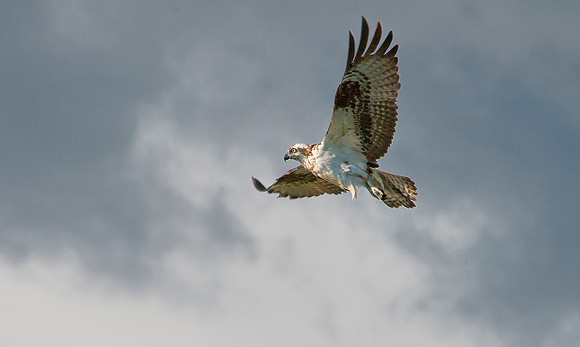 Osprey - Pandion haliaetus _026 copy