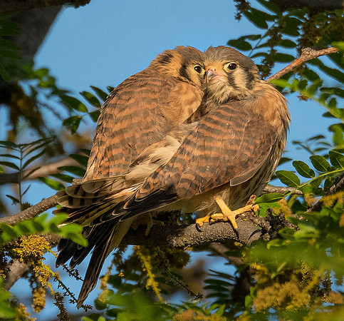 DSC_2071