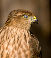 Sharp-shinned Hawk