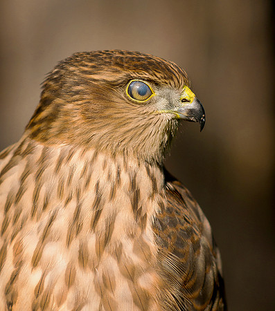 Sharp-shinned Hawk - Accipiter striatus_001 NM