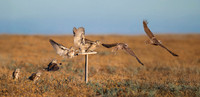 Burrowing Owl Compo ws