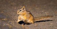 Chipmunk 2 ws