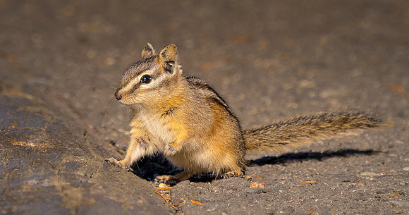 Chipmunk 2 ws