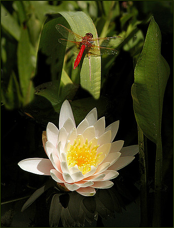 Lilly2workc