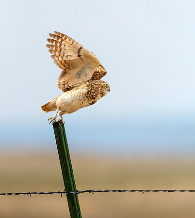 850_8928