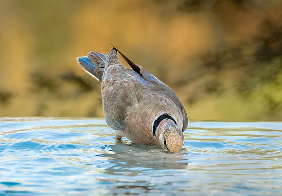 Eurasian Collared Dove 6 ws