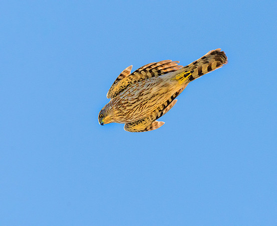 hawk ws