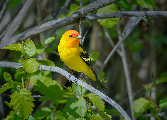 Western Tanager ws