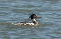 Red Breasted Merganser
